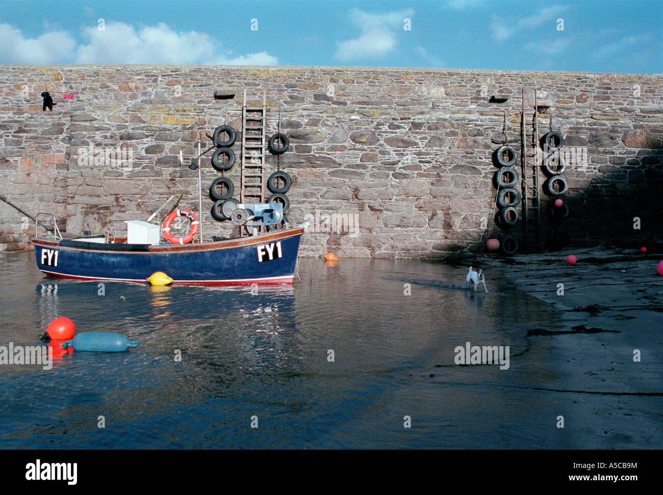 Cane gioca nella marea, gorran haven porto. Ormeggiate tradizionale blu Cornish fishingboat. Il sud-ovest Inghilterra REGNO UNITO Foto Stock