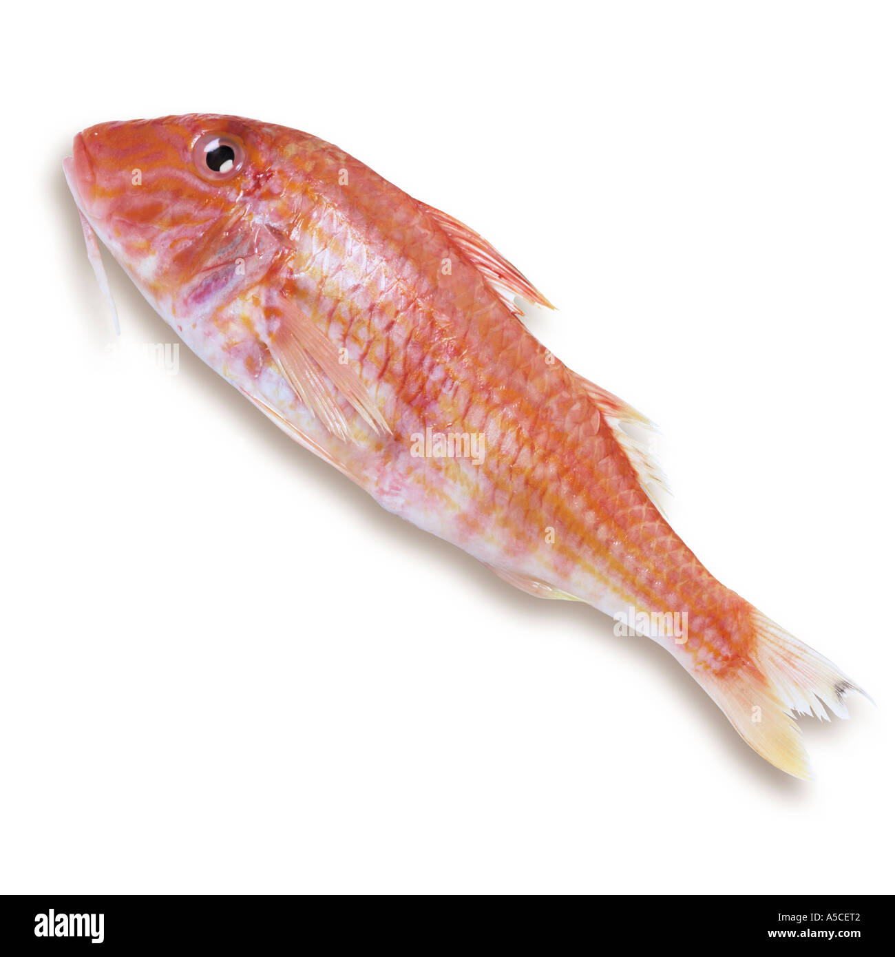 Goatfish, vista in elevazione Foto Stock Goatfish, vista in elevazione Foto Stock