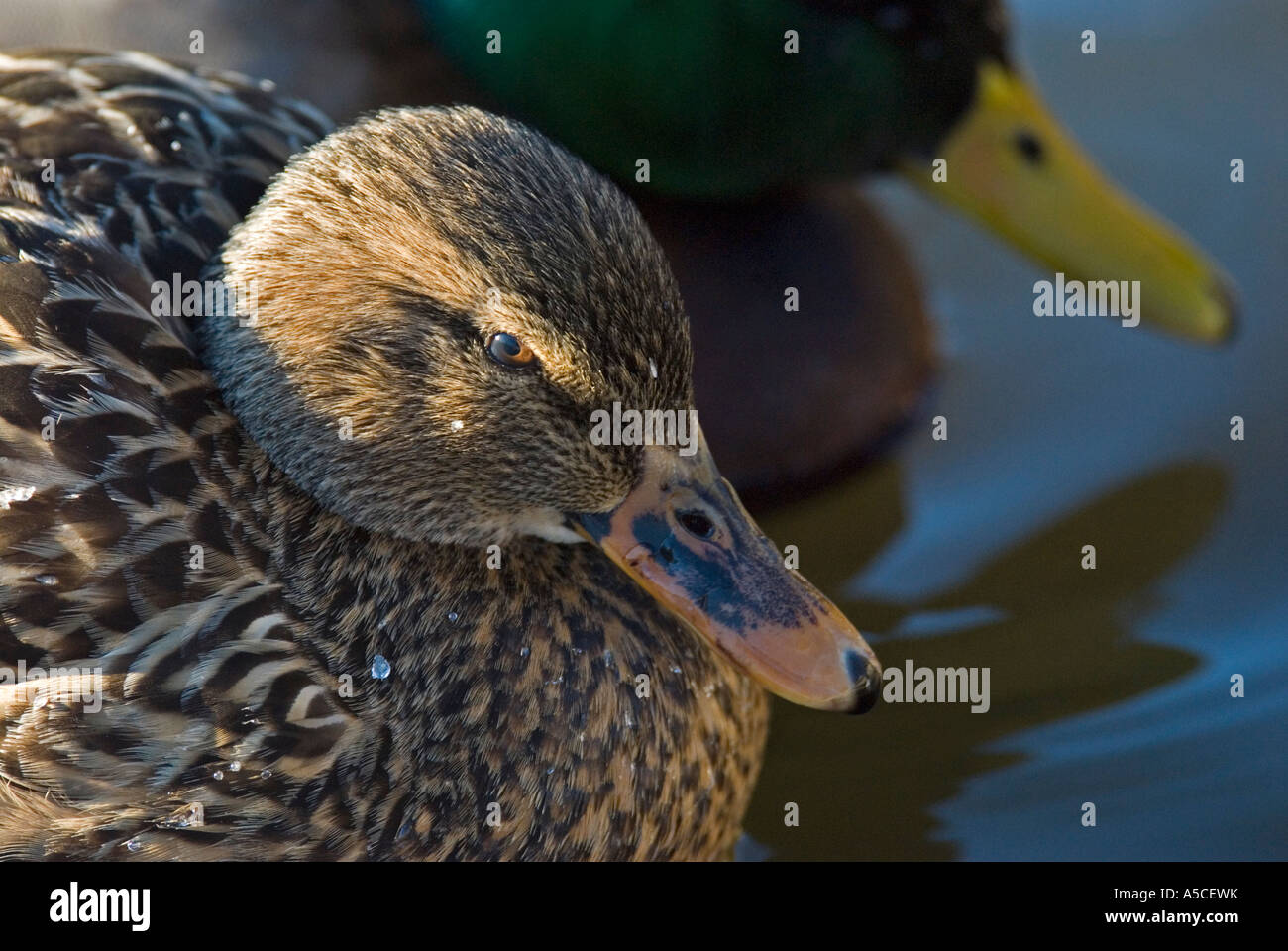 Mallard Duck coppia Foto Stock