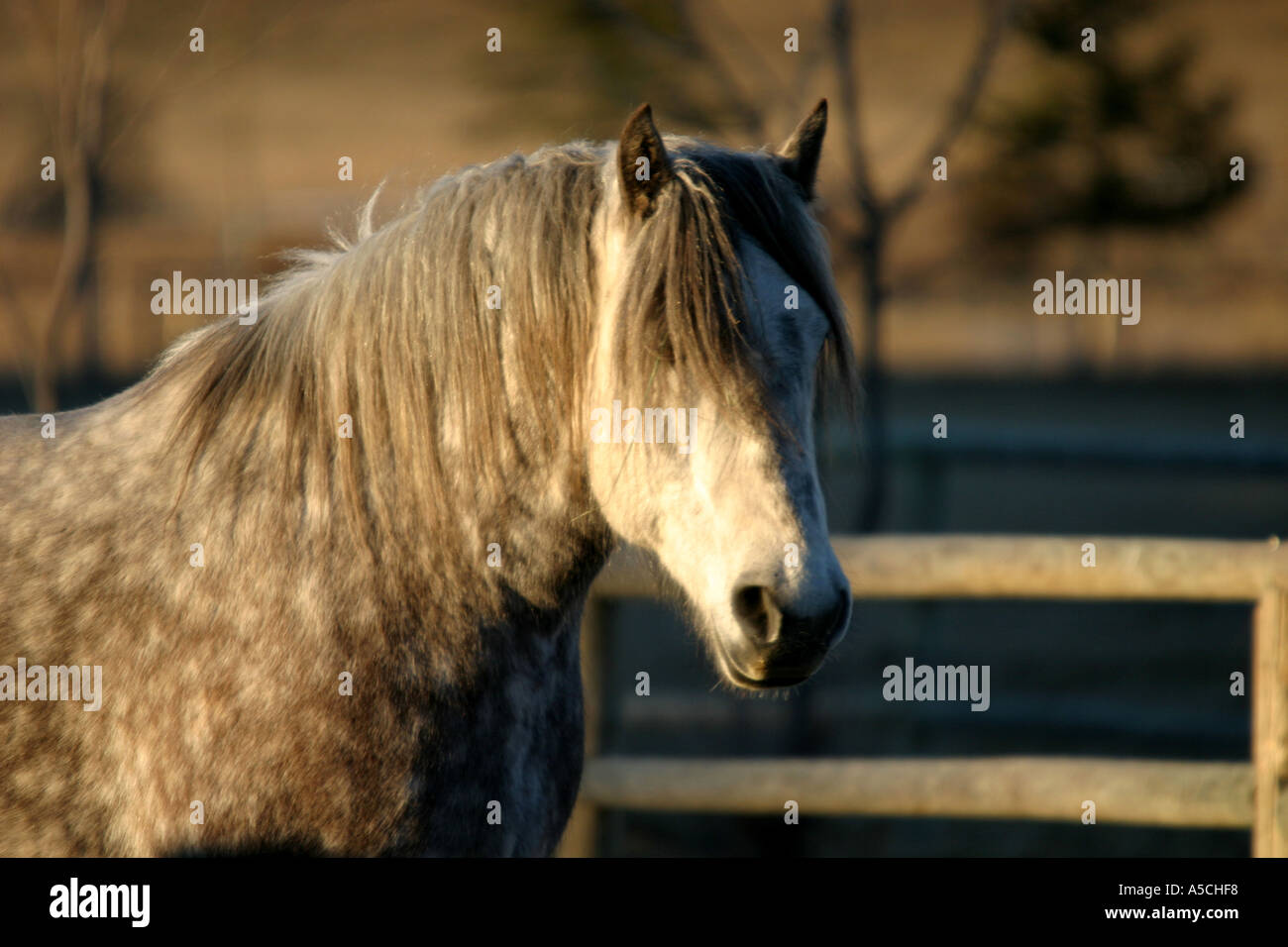 Horse rilassante in un pascolo Foto Stock