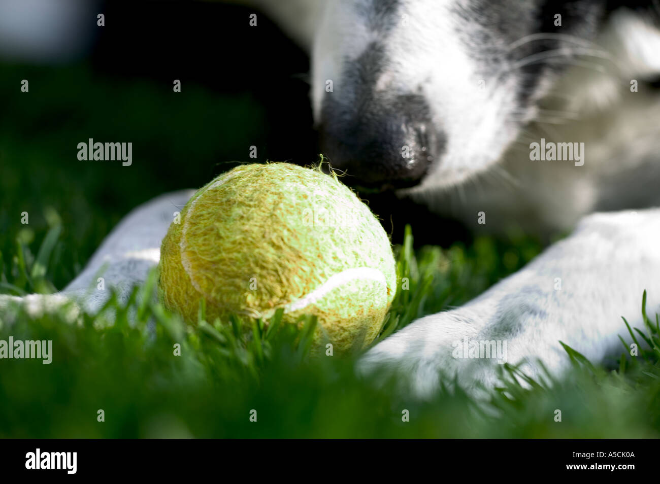 Di razza Border Collie cane giocando con sfera Modello rilasciato Image Foto Stock