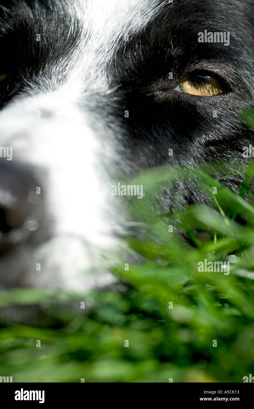 Di razza Border Collie cane Modello rilasciato Foto Stock