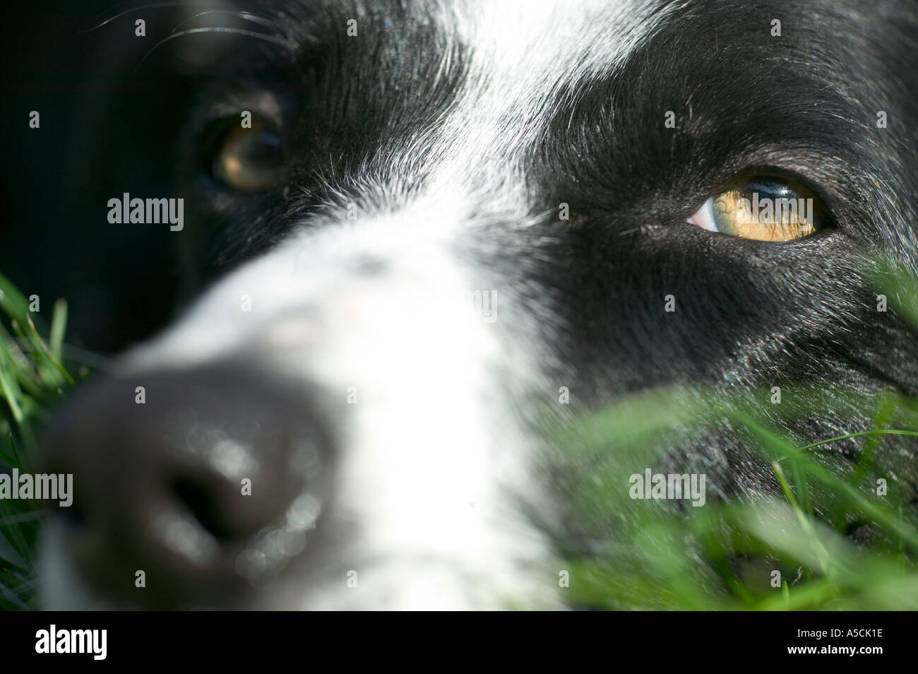 Di razza Border Collie cane Modello rilasciato Image Foto Stock