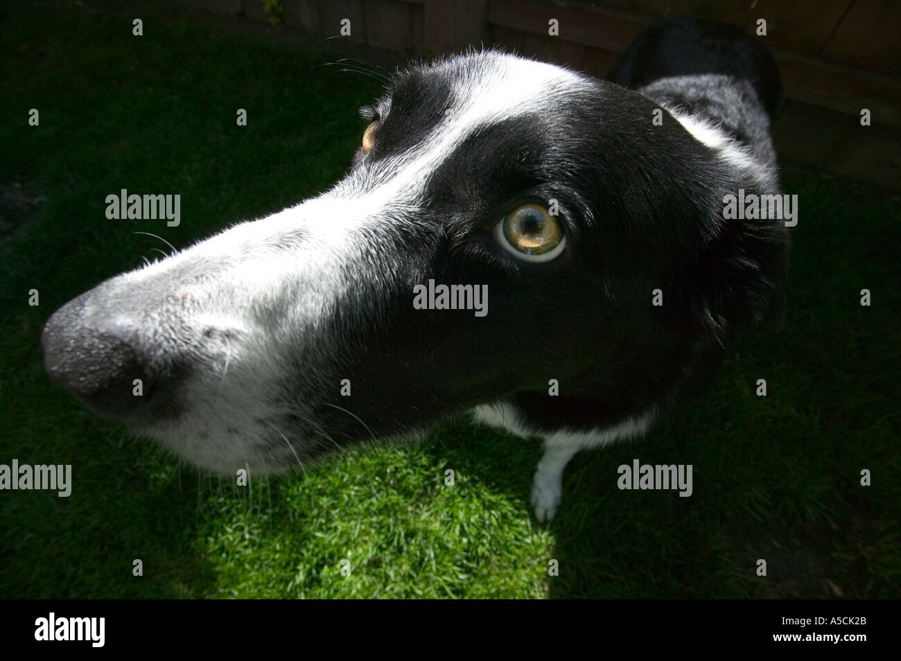 Di razza Border Collie cane Modello rilasciato Image Foto Stock