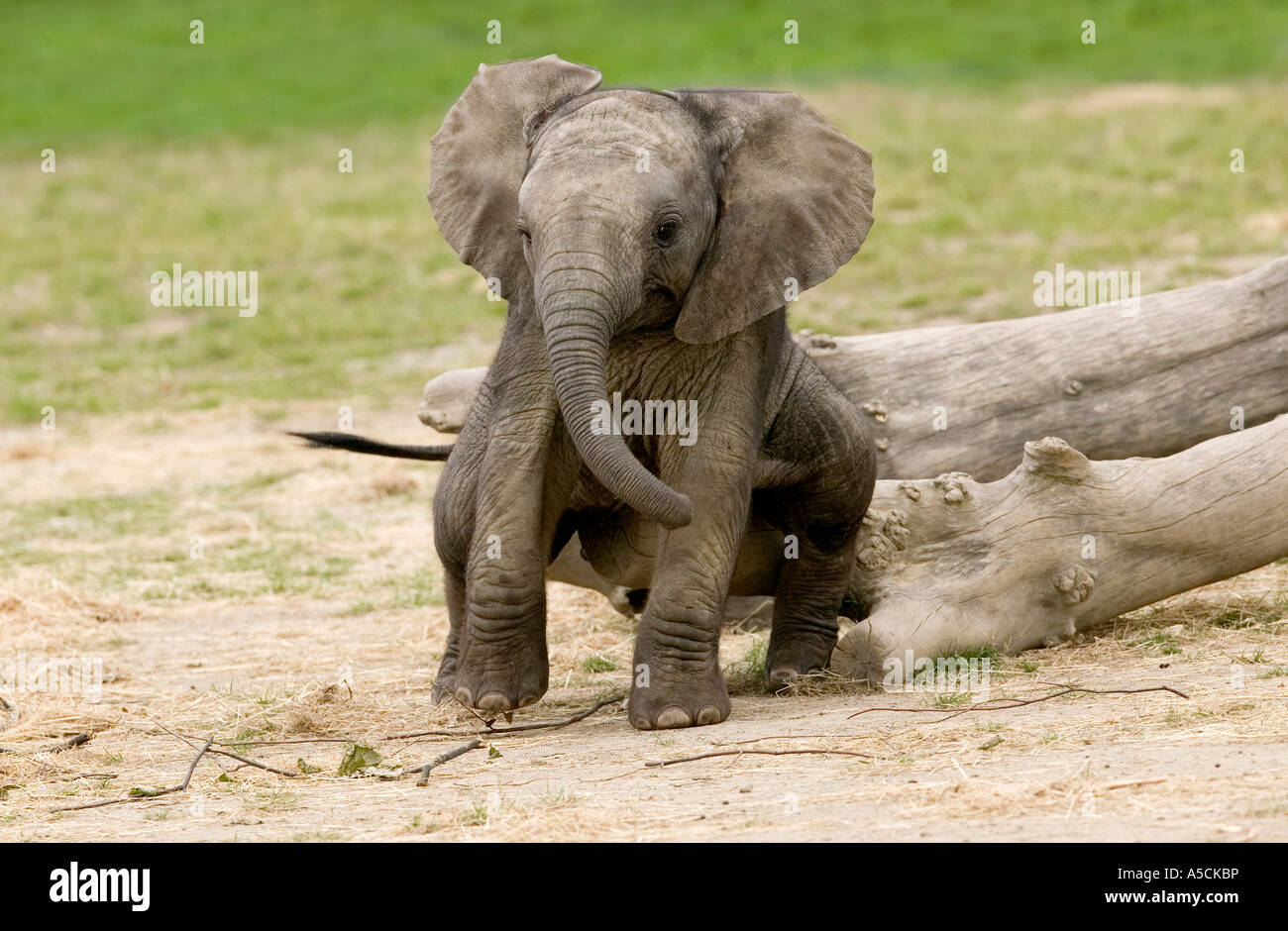 Elefante africano calf Loxodonta africana Foto Stock