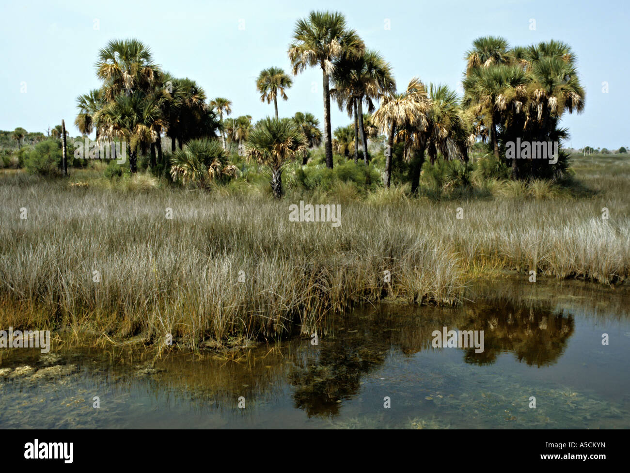 Palm habitat amaca sul punto di nero Drive riserva naturale Florida USA Foto Stock