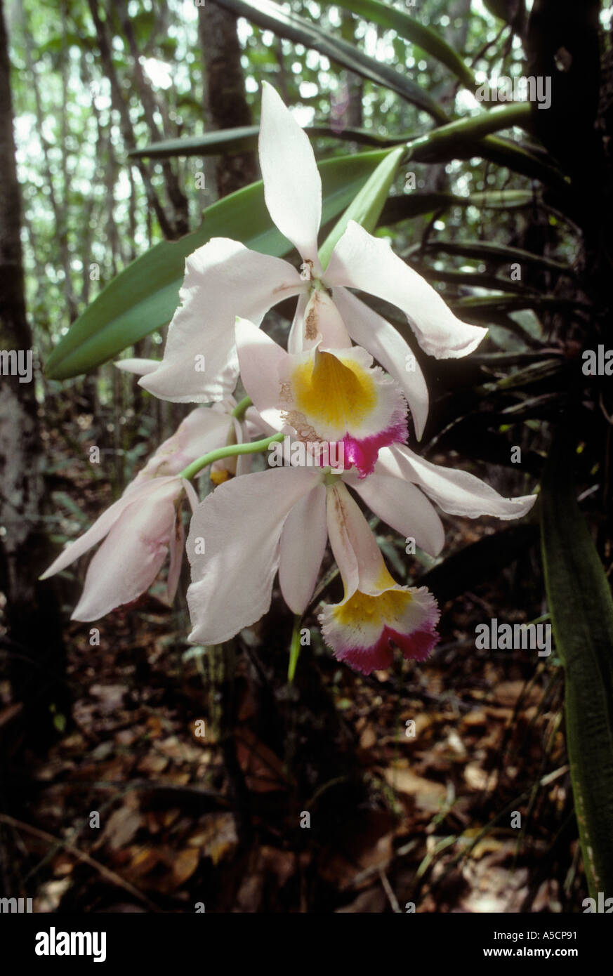 Orchid 'cattleya labiata' nella foresta pluviale brasiliana Amazonas Foto Stock