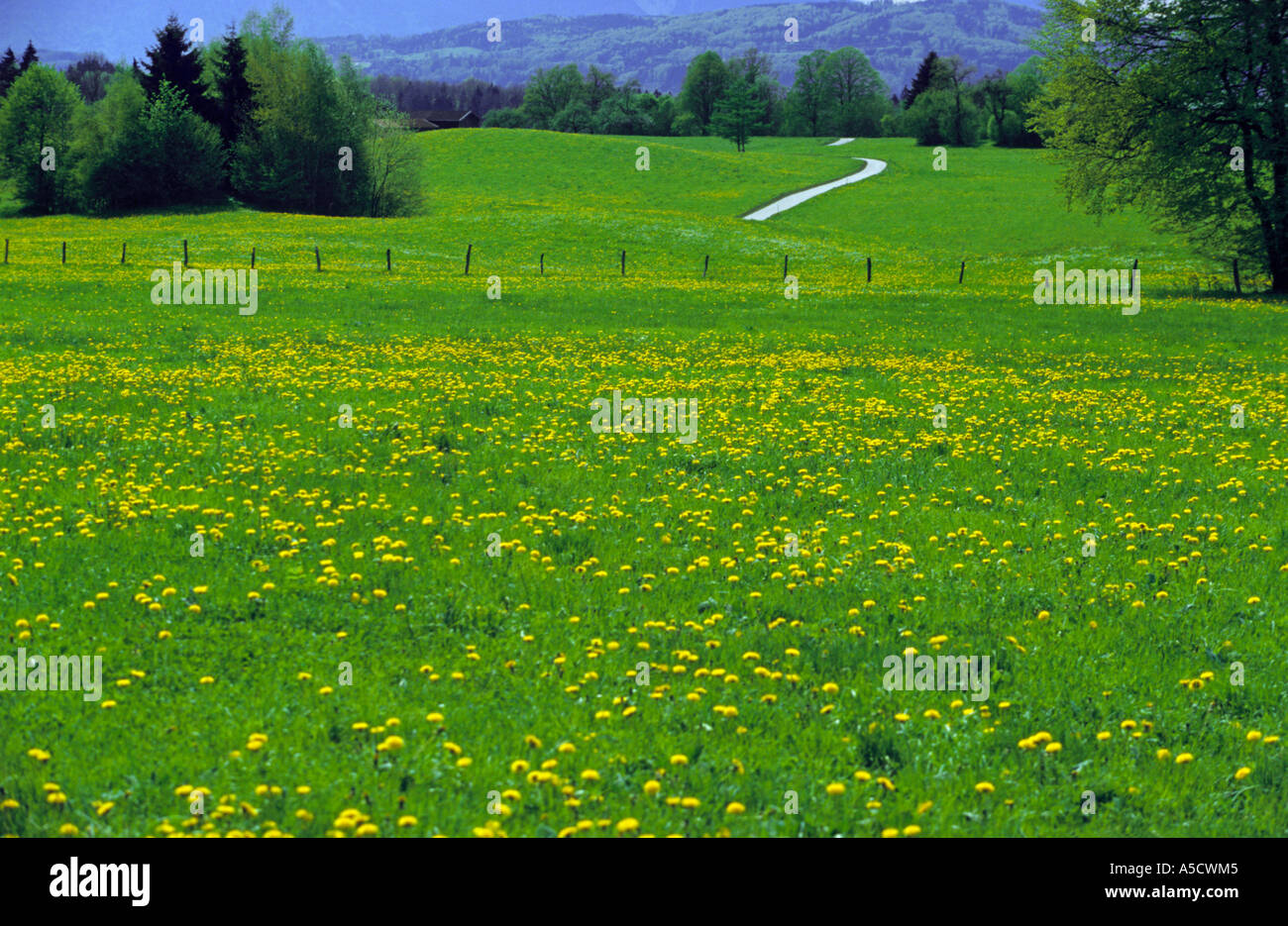 In Germania, in Baviera, tarassaco prato in primavera Foto Stock