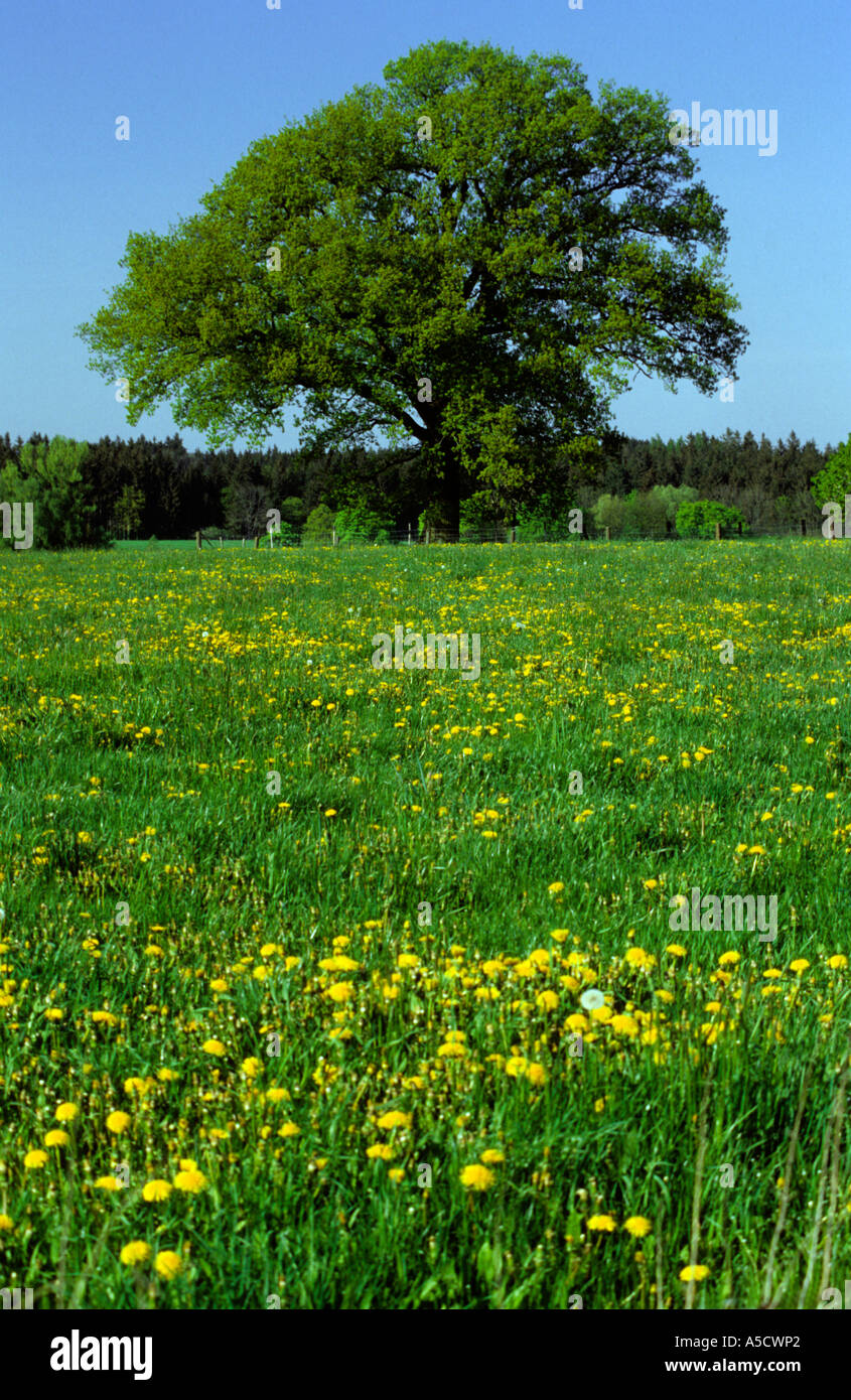 In Germania, in Baviera, albero sul prato estivo Foto Stock