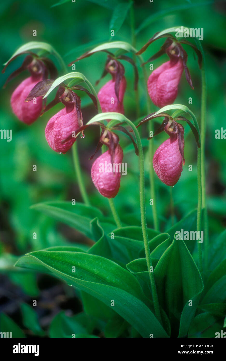 Pink Lady pantofola (Cypripedium acaule), Killarney Provincial Park, Ontario, Canada Foto Stock