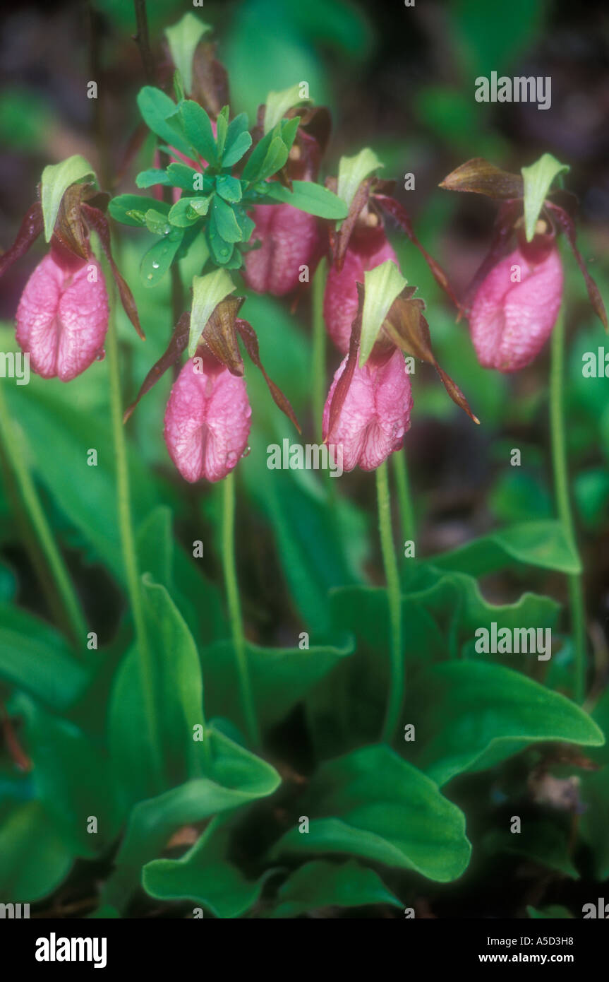 Pink Lady pantofola (Cypripedium acaule), Killarney Provincial Park, Ontario, Canada Foto Stock