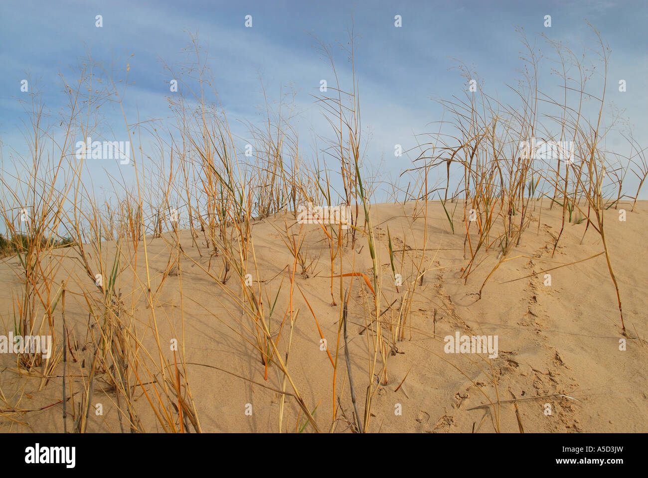 Monahans Sandhills dune in West Texas Foto Stock