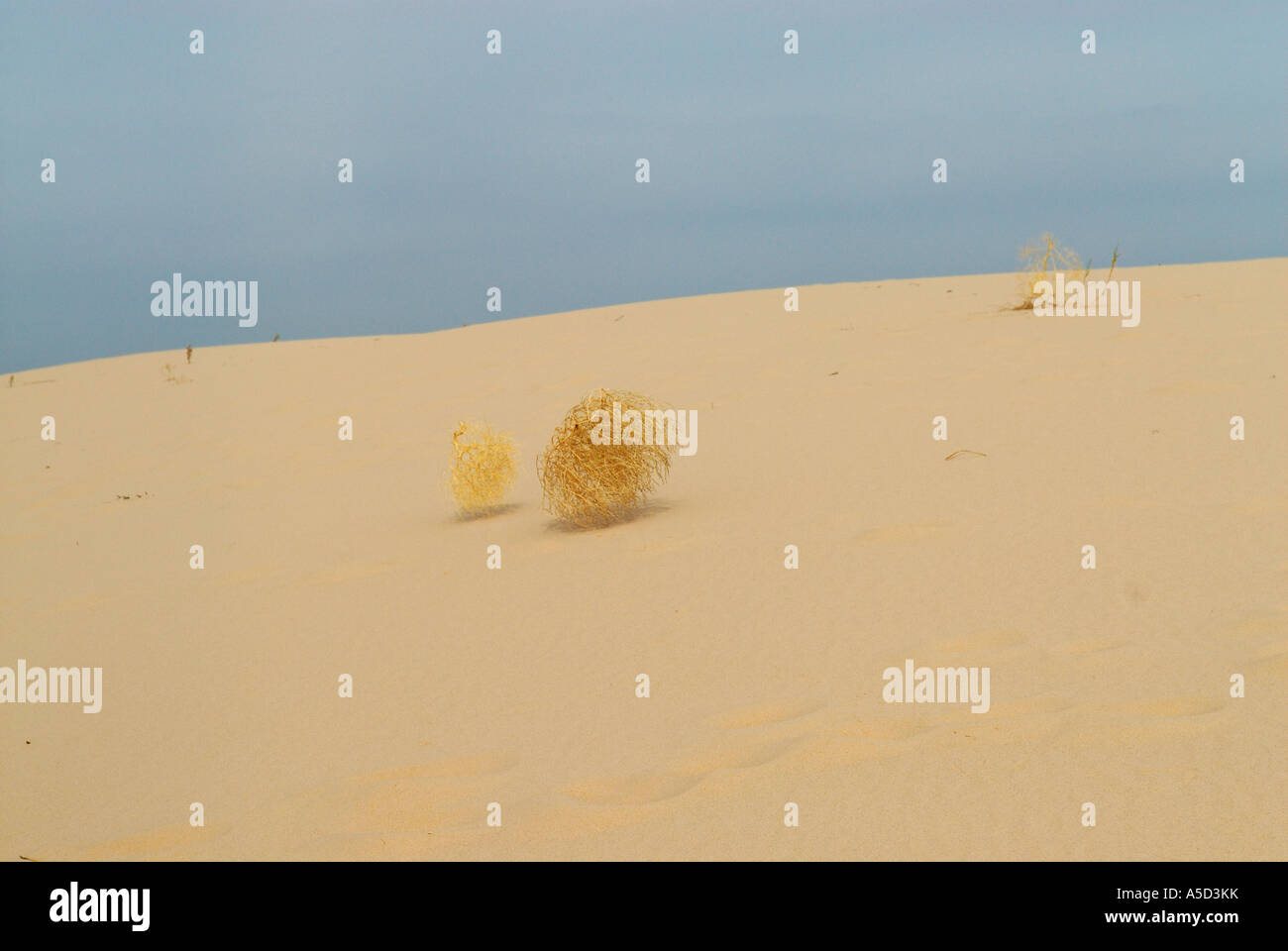 Tumbleweed piante in Monahans Sandhills dune in West Texas Foto Stock