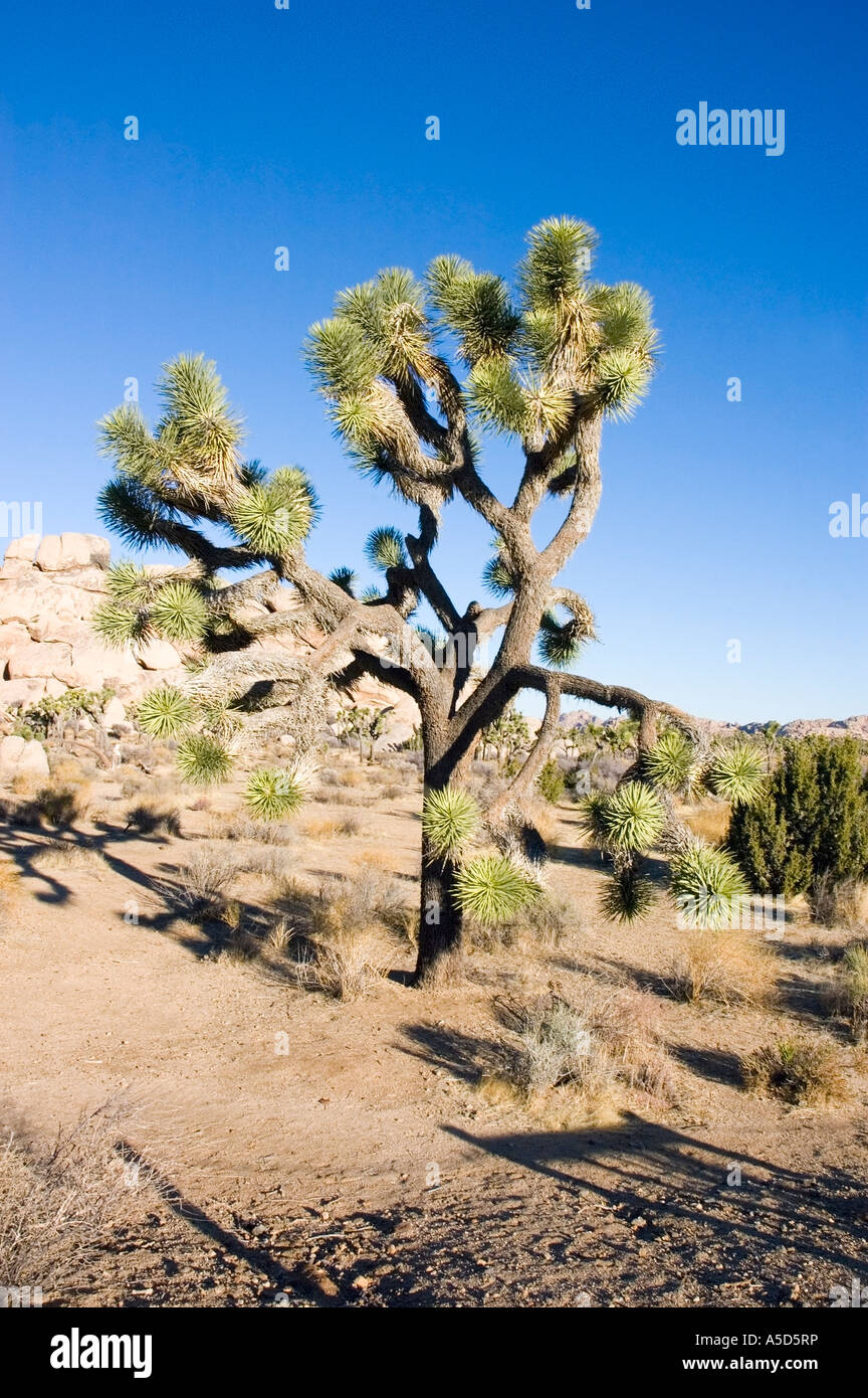 Joshua Tree, Yucca brevifolia Foto Stock