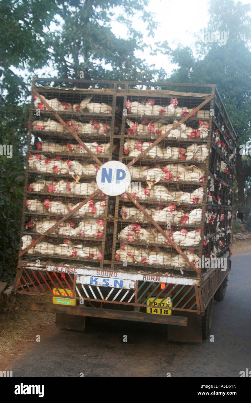 Autocarro carico di polli che vengono adottate per un locale mercato settimanale in Orissa ,India Foto Stock