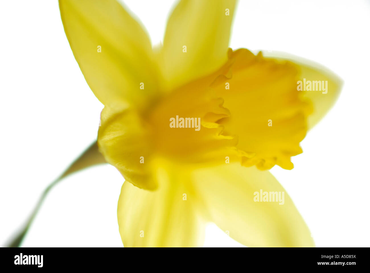 Close up daffodil bloom Foto Stock