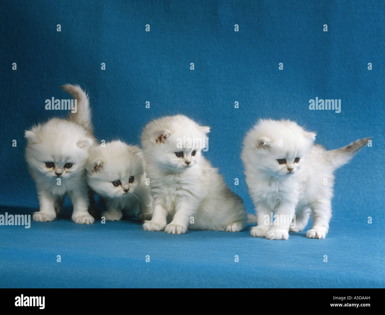 4 gattini persiano (argento-ombreggiato) Foto Stock