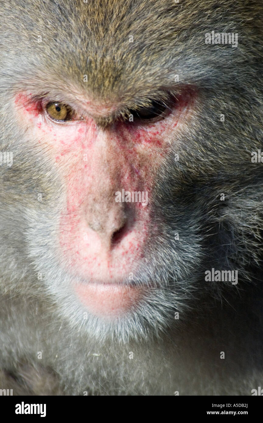 Foto di stock di una roccia Formosan Monkey noto anche come un macaco Taiwanese vicino Ershui Taiwan Foto Stock