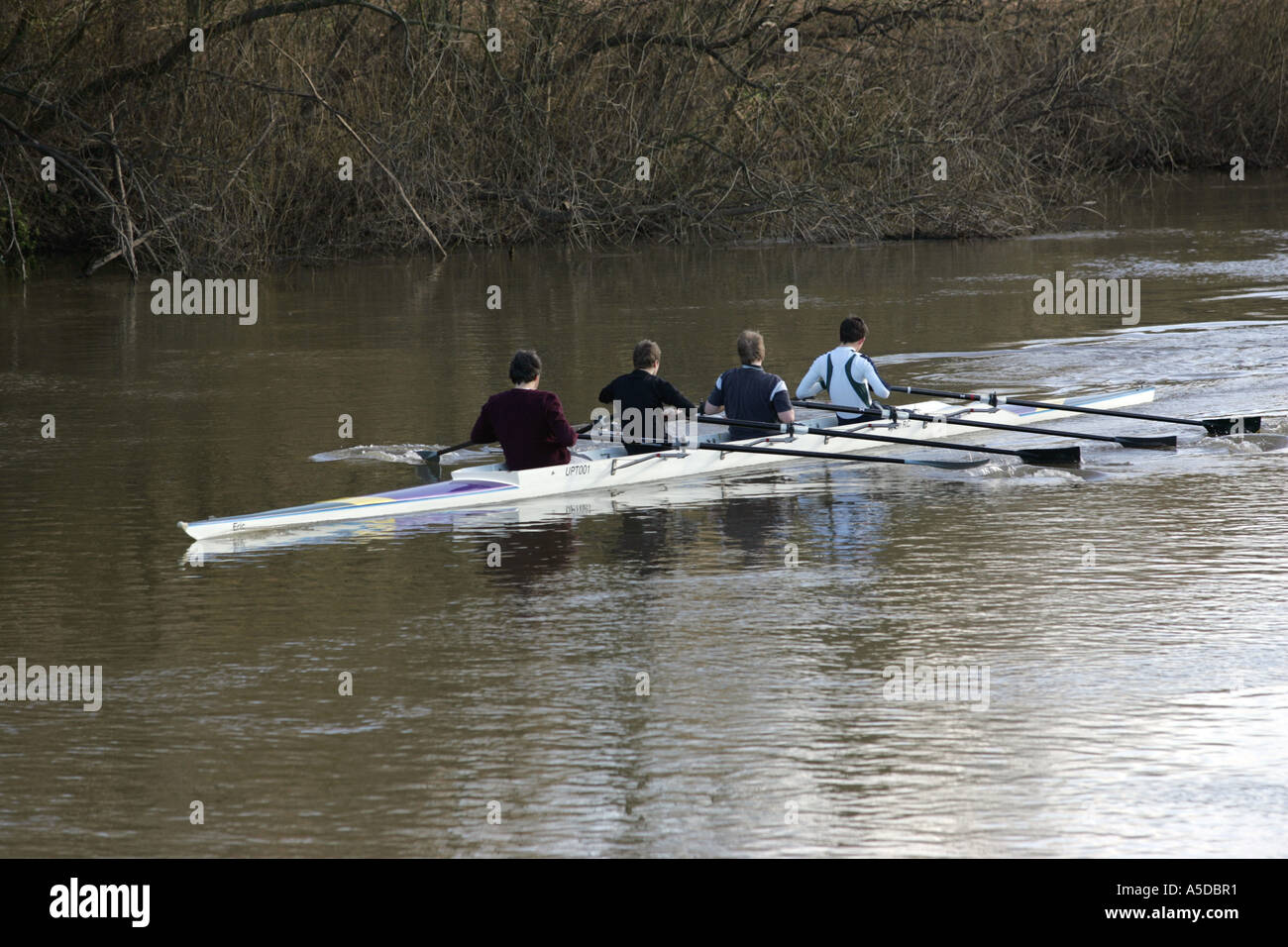Il team di canottaggio in azione sul fiume Severn, a Upton su Severn, Worcestershire Foto Stock
