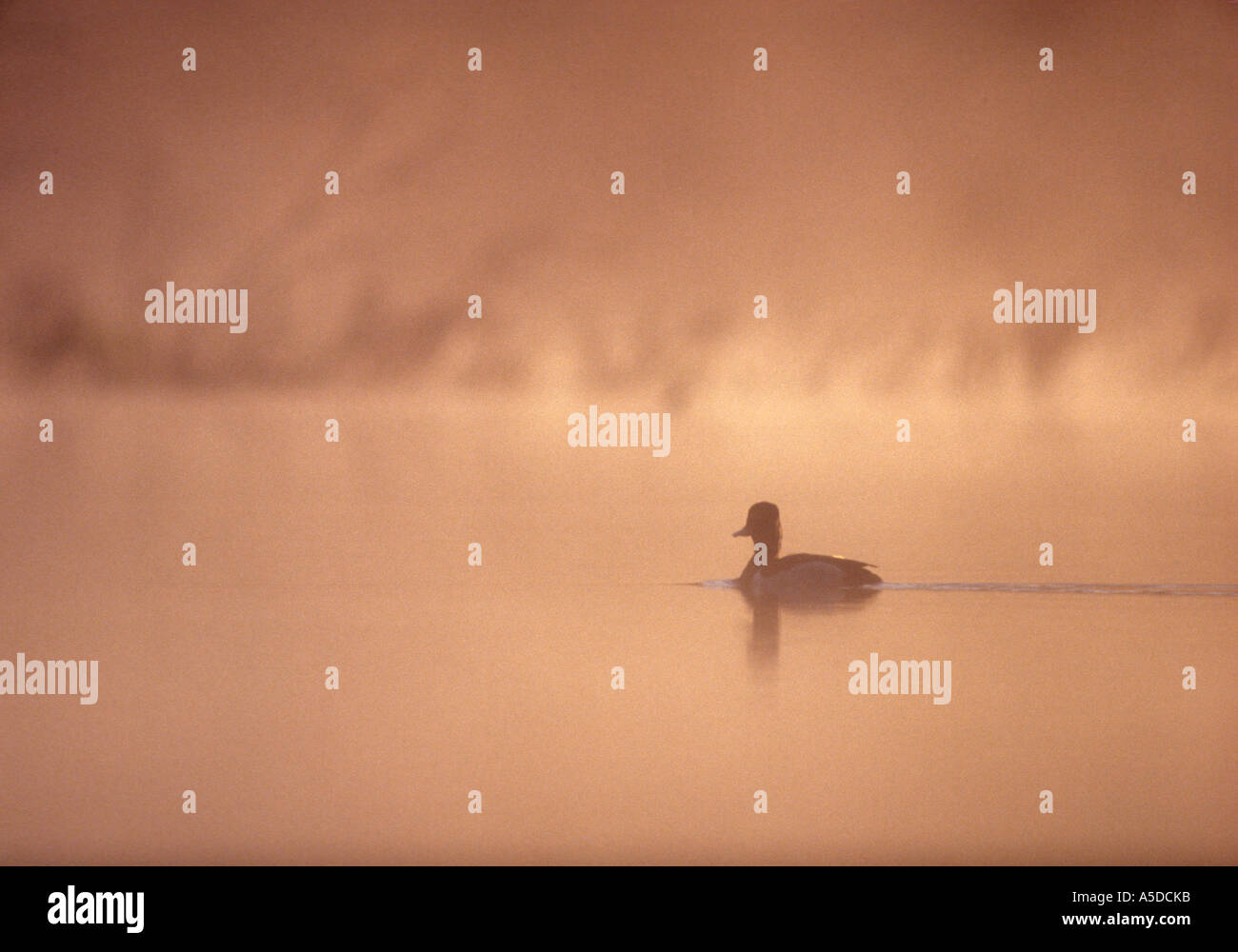 Anello di anatra collo (Aythya collaris) Stagliano duck nuoto in misty beaver pond Sudbury, Ontario, Foto Stock