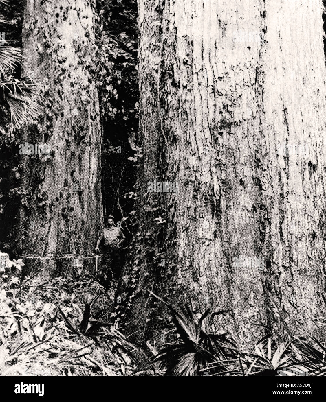 Fotografia storica di logger nella foresta vergine Foto Stock