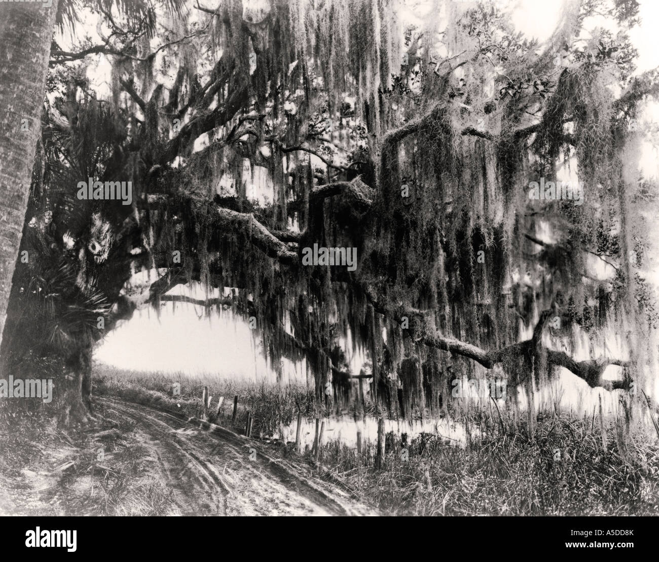 Fotografia storica di strada sterrata e quercia in Florida rurale Foto Stock