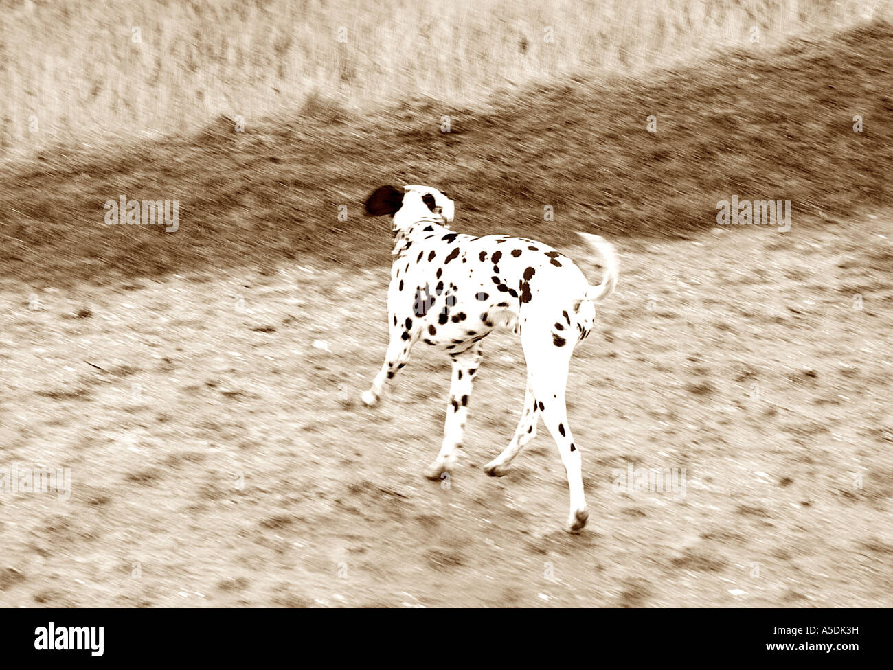 Felice cane dalmata passeggiate in campagna Foto Stock