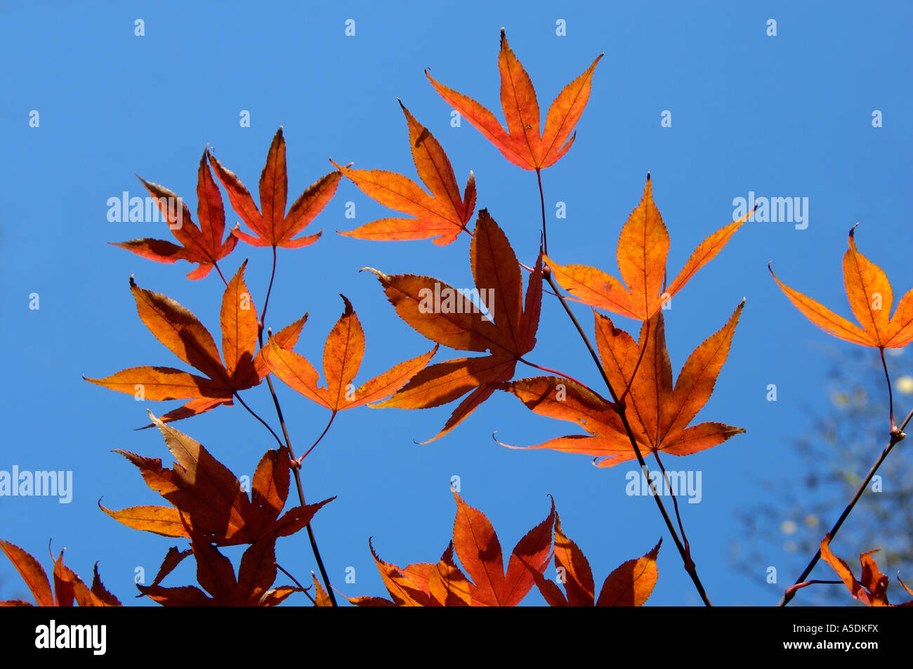 Acero giapponese Acer sp le foglie in autunno mostra colorazione oro Foto Stock