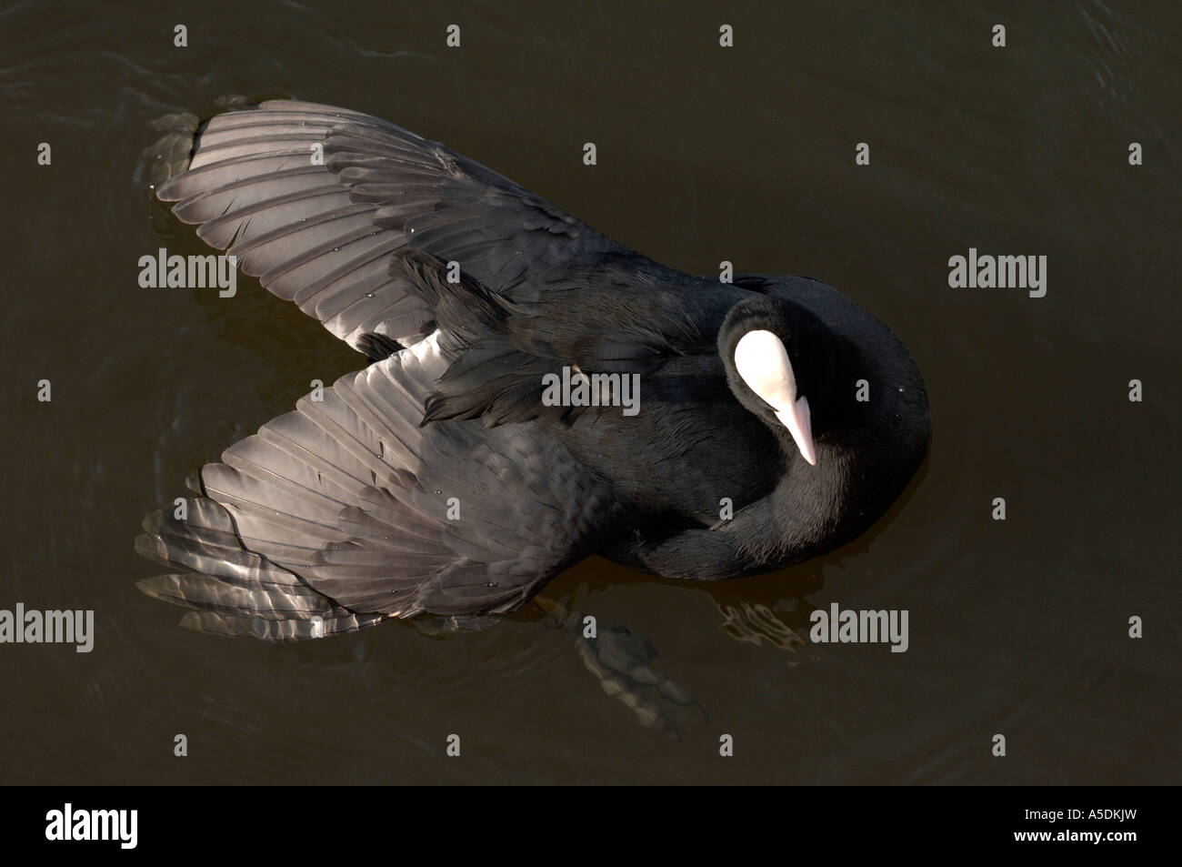 La folaga fulica atra ali di diffusione sulla superficie di acqua vista da sopra Richmond Regno Unito Foto Stock