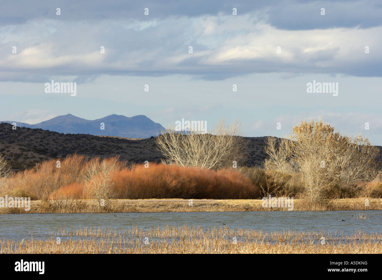 Bosque del Apache National Wildlife Refuge Nuovo Messico USA Gennaio 2007 Foto Stock