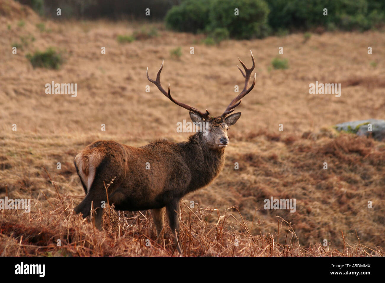 Red Deer Stag avviso permanente in bracken Foto Stock