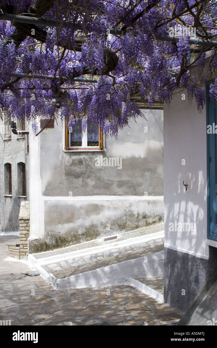 Pergola coperta con Purple Rain in una piccola strada sull'isola greca di  Samo Foto stock - Alamy