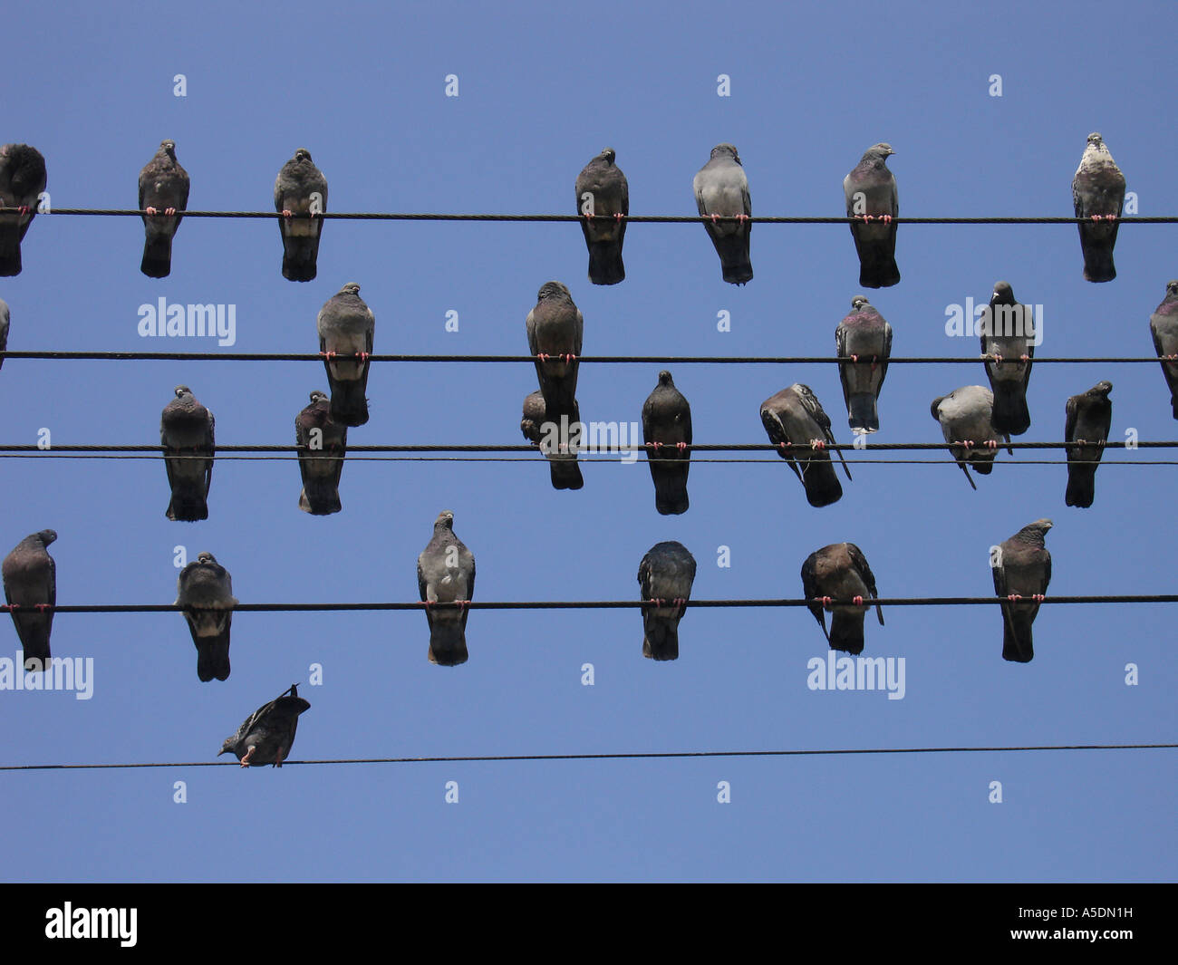 Stormo di piccioni appollaiato sul filo elettrico Foto Stock