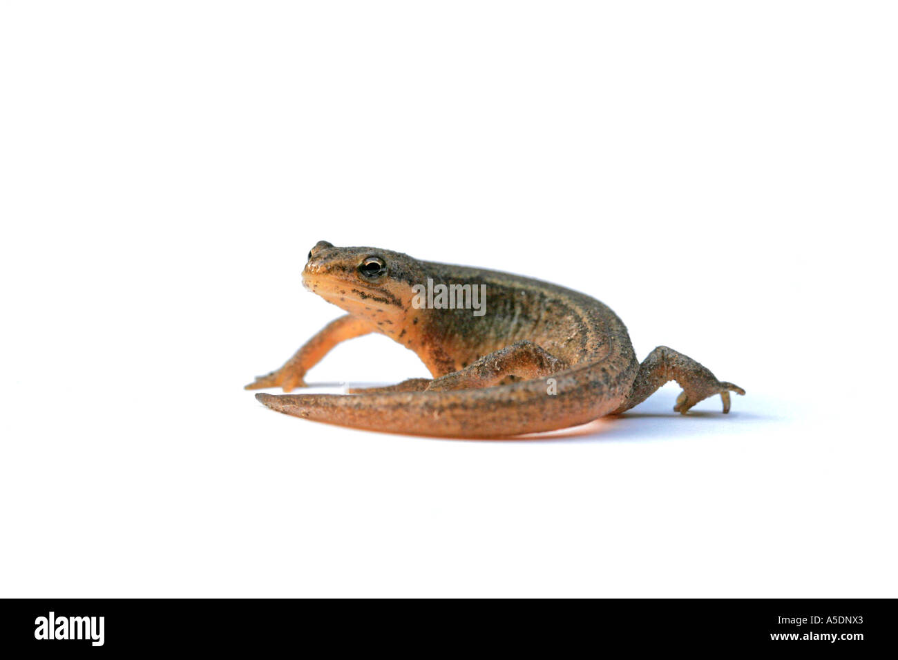 Femmina di tritone comune, Triturus vulgaris, Foto Stock