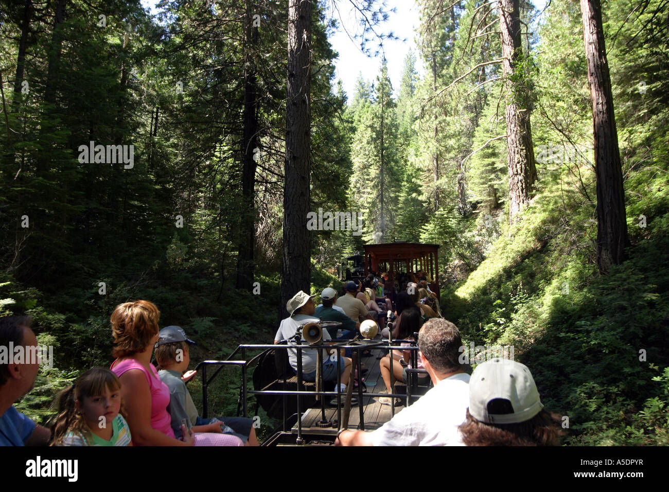 Un giro sullo zucchero Pine Railroad, Yosemite National Park, California, Stati Uniti d'America Foto Stock