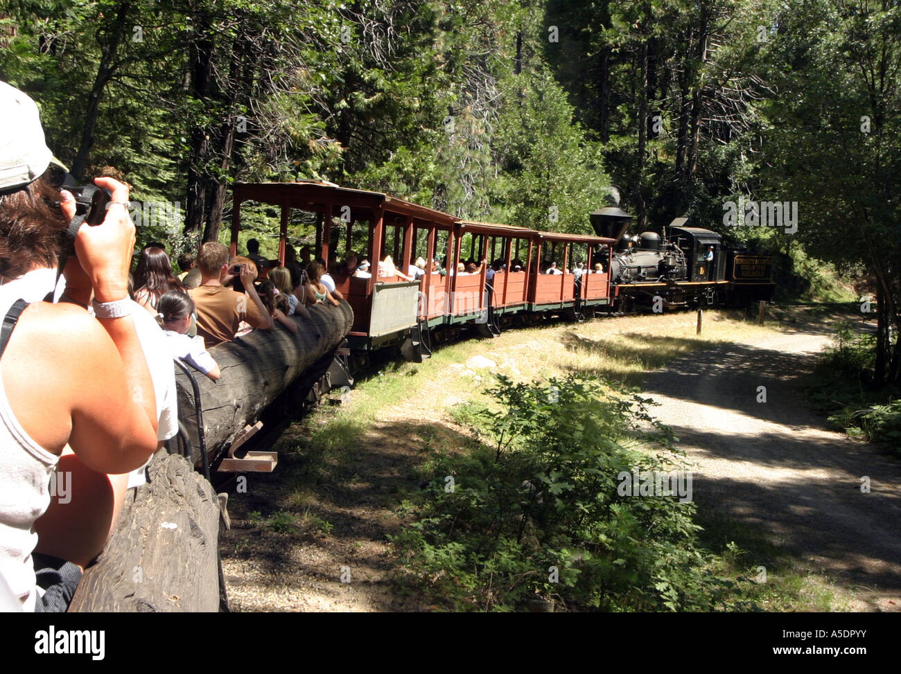 Una vista dal treno, " zucchero " Pine Railroad, Yosemite mountain, California USA Foto Stock