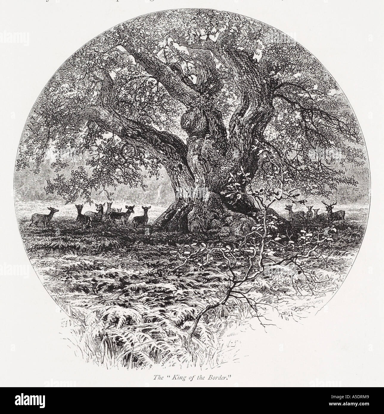 Antica quercia mandria Stag Cervo tronco grande circonferenza glen foresta dell corna bracken Scozia scozzese scozzese border Regno Unito Regno Unito Foto Stock