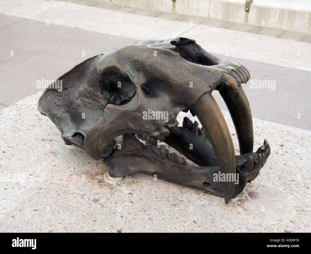 Scultura in bronzo di arte pubblica in San Francisco raffigurante il cranio di un Saber dente tigre Foto Stock