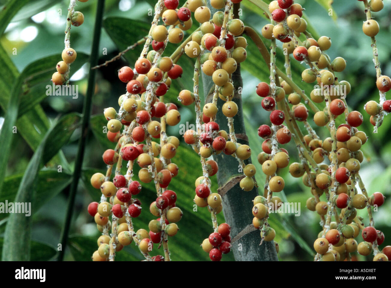 Macarthur Palm (Ptychosperma macarthurii), frutta Foto Stock