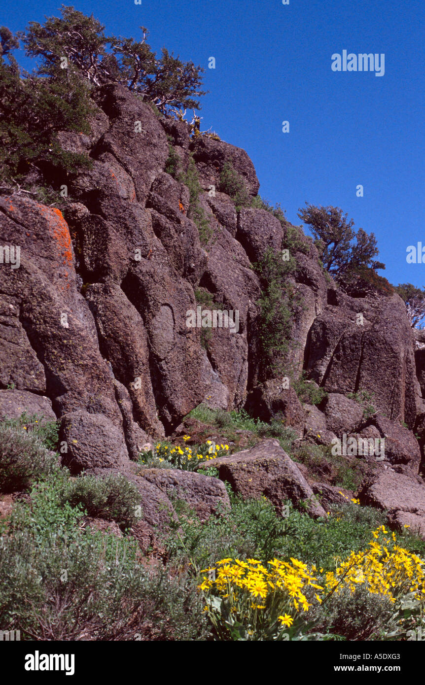 Affioramento di basalto cliff lichen fiori selvatici Steens Mountain Nord del Grande Bacino Oregon USA Foto Stock