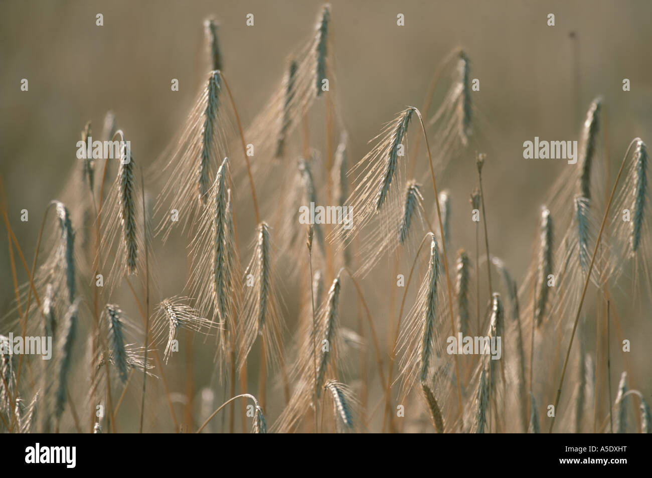 Coltivate Emmer (Triticum turgidum ssp. dicoccon, Triticum dicoccon), picchi, Ungheria Foto Stock