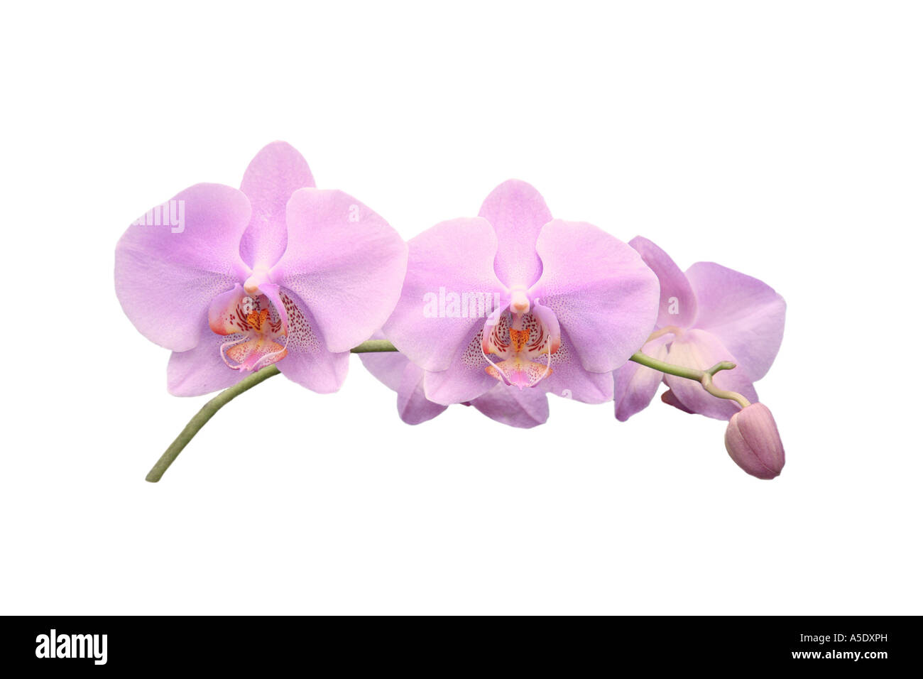 Moth orchid (Phalaenopsis ibrido), ordine di sviluppo dei Fiori, Foto serie 8/9 Foto Stock