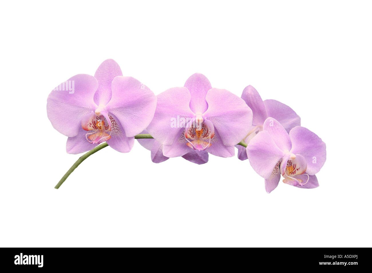 Moth orchid (Phalaenopsis ibrido), ordine di sviluppo dei Fiori, Foto serie 9/9 Foto Stock