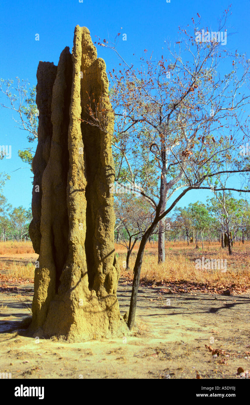 Termite (Isoptera), tremite HILL, Australia Northern Territory, Kakadu NP Foto Stock