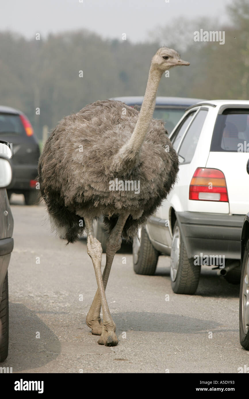 Struzzo Struthio camelus andare a piedi più grande uccello vivo gambe forti peck peek becco collo strada pedonale street tra tra auto Foto Stock