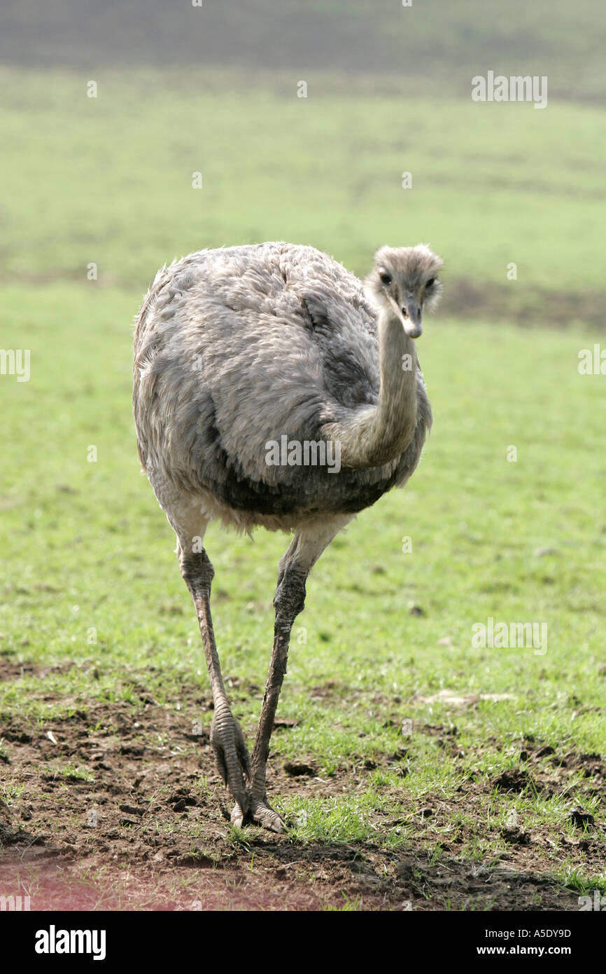 Struzzo Struthio camelus più grande uccello vivo gambe forti peck peek becco lungo collo piedi bill foro stanco dei pneumatici curiosità beh a molla Foto Stock