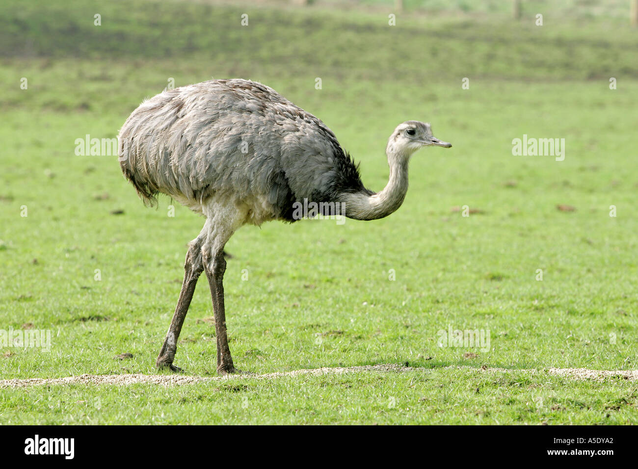 Struzzo Struthio camelus più grande uccello vivo gambe forti peck peek becco lungo collo piedi bill foro stanco dei pneumatici curiosità beh a molla Foto Stock