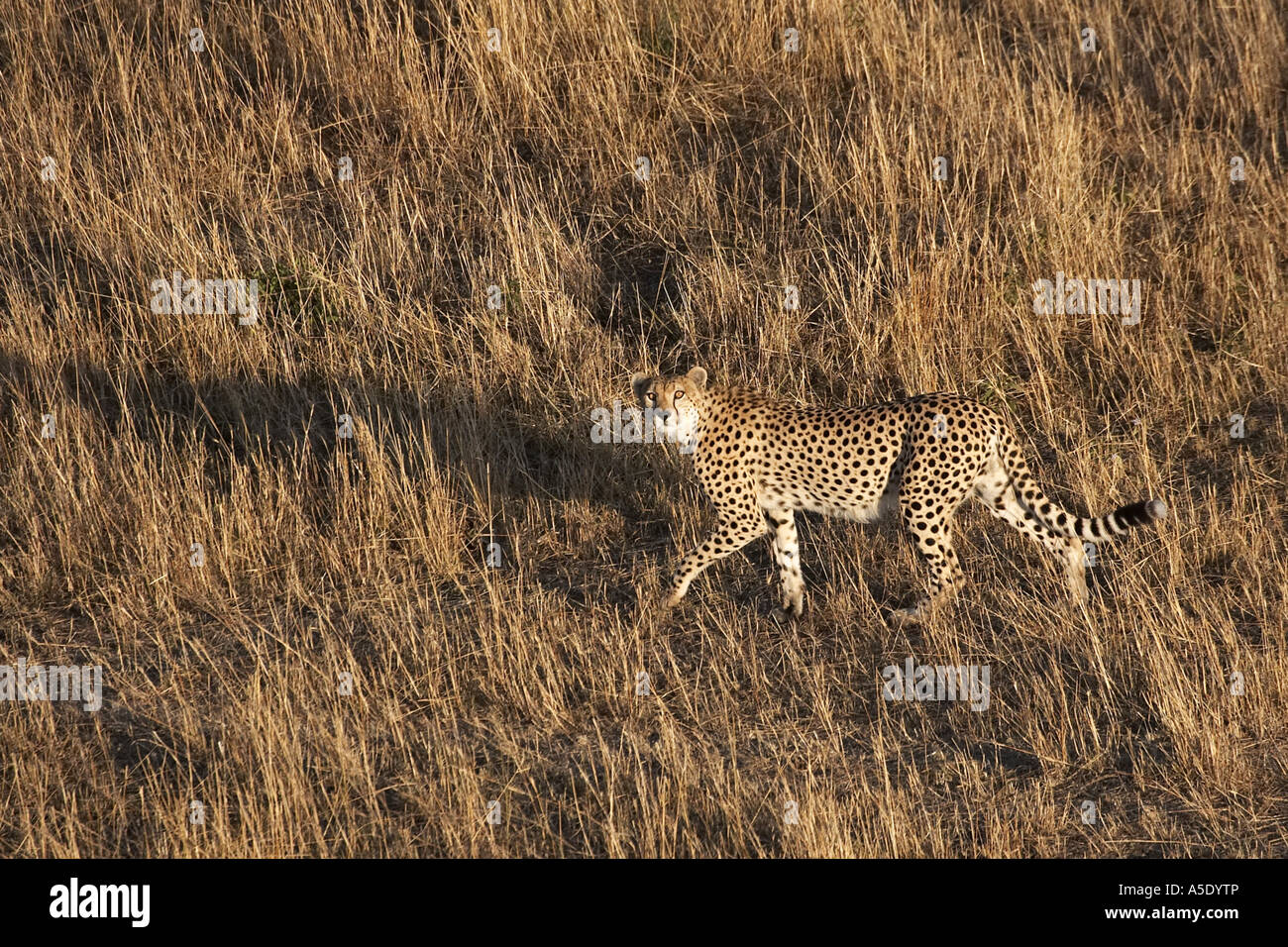 Ghepardo (Acinonyx jubatus), mongolfiera safari, Kenia Masai Mara riserva nazionale Foto Stock