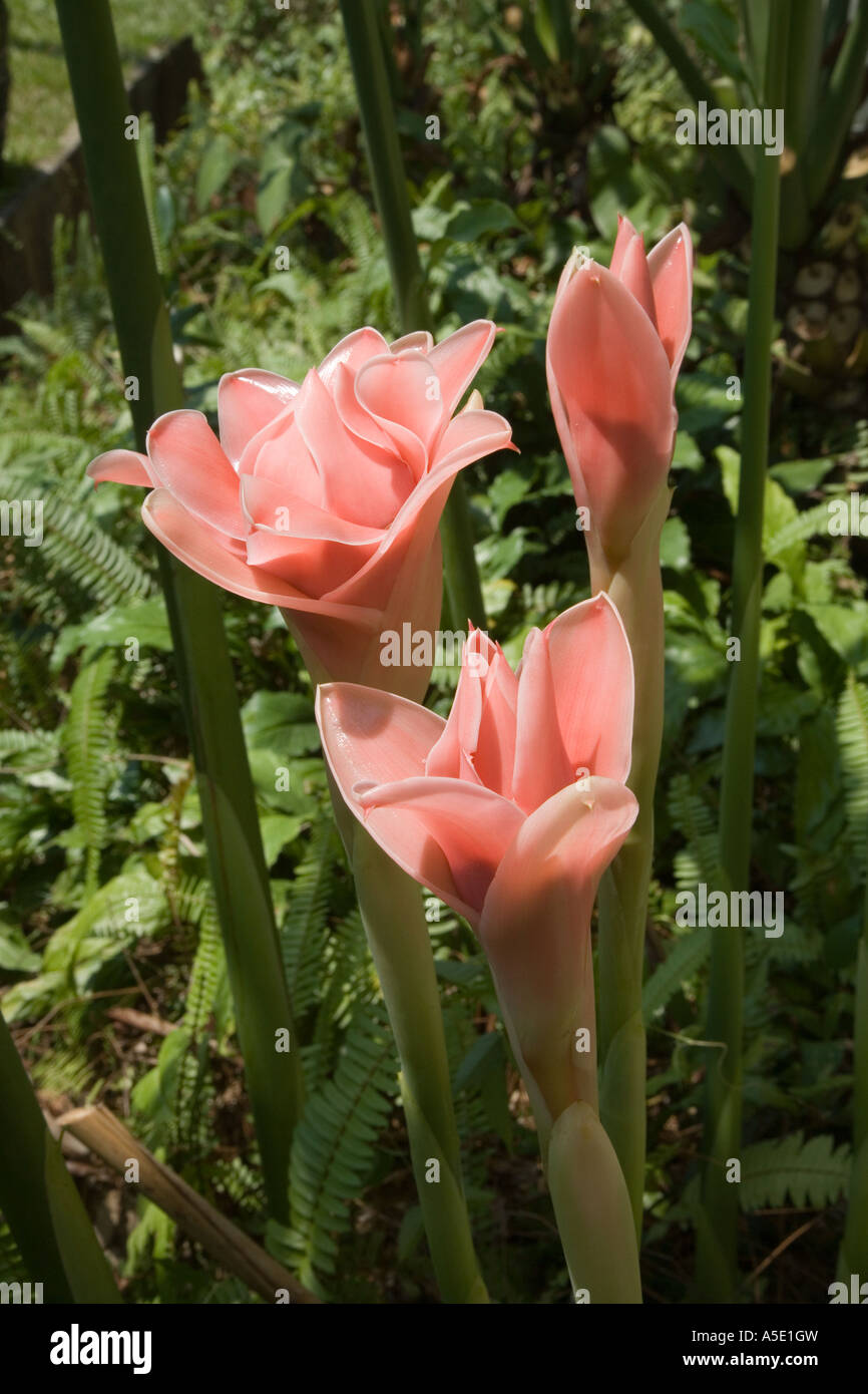 Curcuma alismatifolia   Localled chiamato Dahla ornamentali in Thailandia fiore tropicale Provincia di Krabi, Thailandia, in Asia. Foto Stock