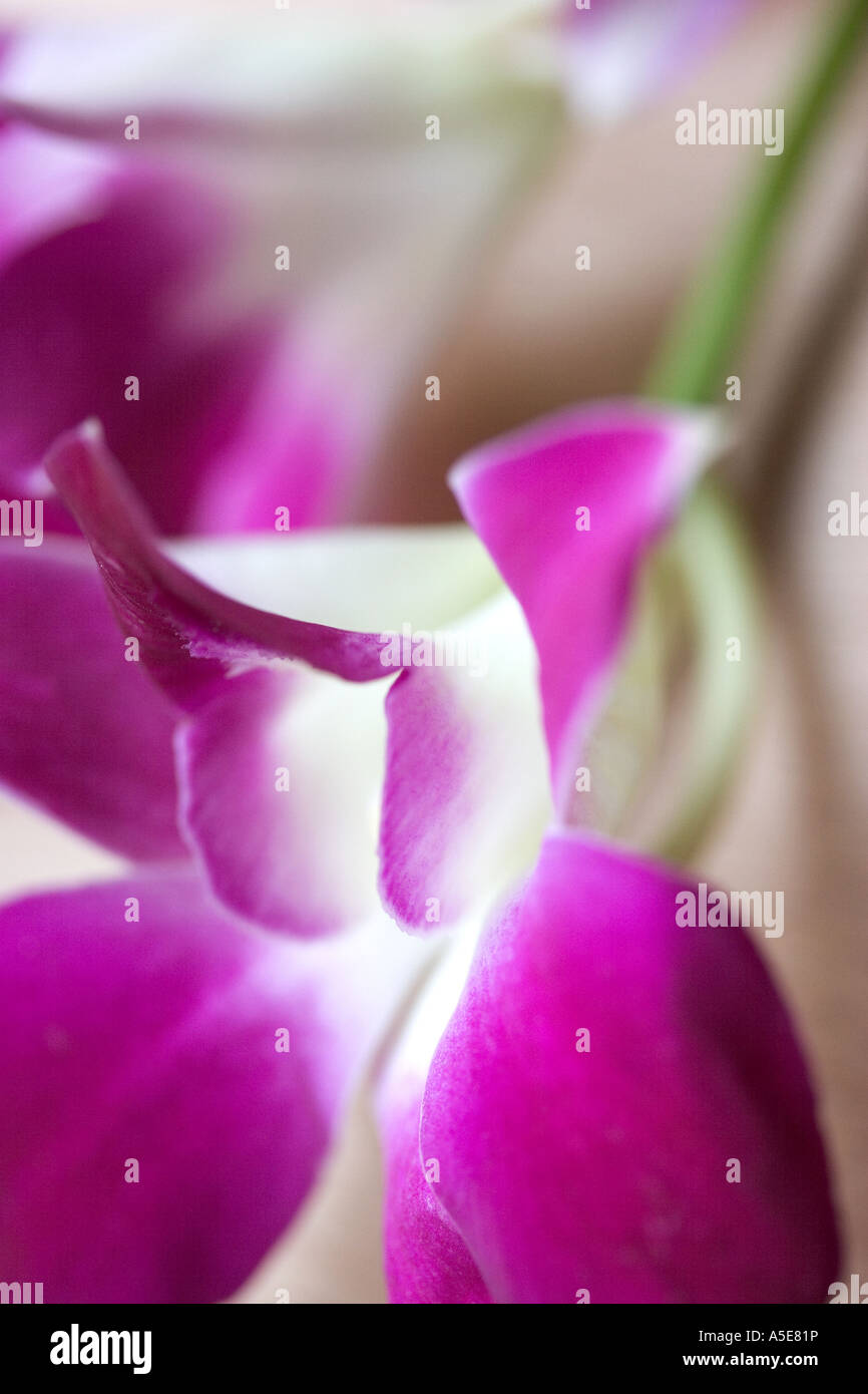 Close up Dendrobium Orchid Bloom Foto Stock